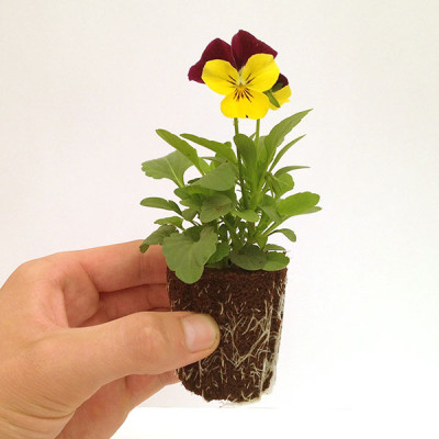 Plant Me Now Launches Exclusive New Winter Bedding Plant Range 63 size win 40 600 e1377866024594 1