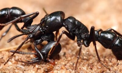 Plectroctena sp ants 1