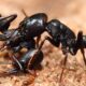 Plectroctena sp ants 1