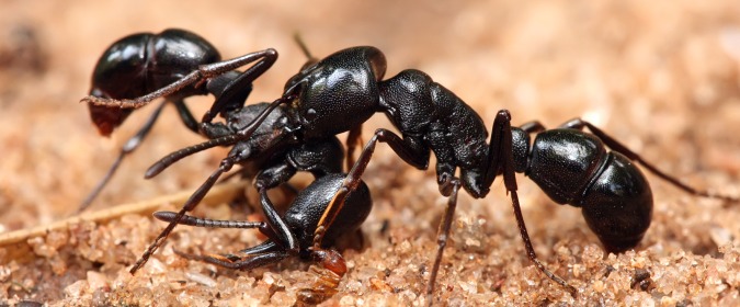 Houston, we have ants: Mimicking how ants adjust to microgravity in