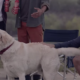 Budweiser2 1