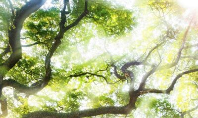 Treetops FOREST Tree 1