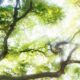 Treetops FOREST Tree 1