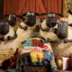 shaun 1