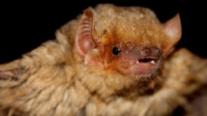 Biggest Library of Bat Sounds Compiled