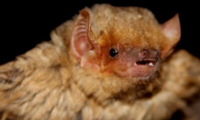 Bats 1