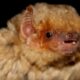 Bats 1
