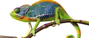 Oxford Mathematicians Reveal Secrets of Chameleon’s ‘Extreme’ Tongue