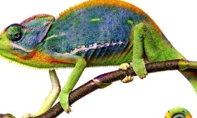 chameleons 1 1