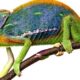 chameleons 1 1