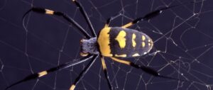 Scientists Create Novel ‘Liquid Wire’ Material Inspired by Spiders’ Capture Silk