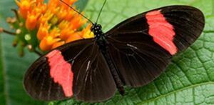 Natural Selection Sculpts Genetic Information to Limit Diversity