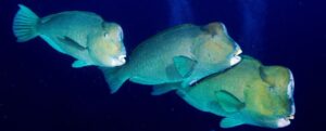 ‘Canaries’ of the Ocean Highlight Threat to World’s Ecosystems