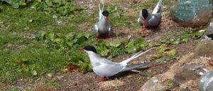 Record-Breaking Bird Migration Revealed in New Research