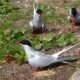 BIRD 1