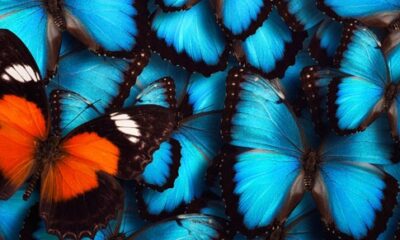 bUTTERFLY 1