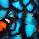 bUTTERFLY 1
