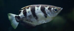 Fish can Recognise Human Faces, New Research Shows