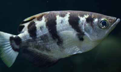 fISH 1