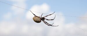 Spider silk: Nature’s Bio-Superlens