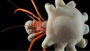 First evidence of Deep-sea Animals ingesting microplastics