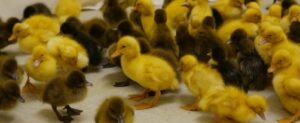 Ducklings ‘Maintain two separate Memory banks of visual information’