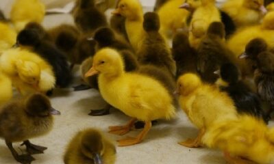Ducklings 1