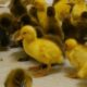 Ducklings 1