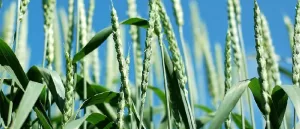 Study Shows Wheat Crop Yield Can Be Increased By Up To 20% Using New Chemical Technology