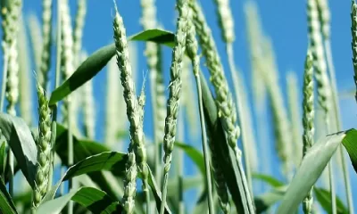 Wheat 1