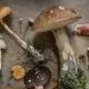Mushrooms May Reduce Risk of Cognitive Decline