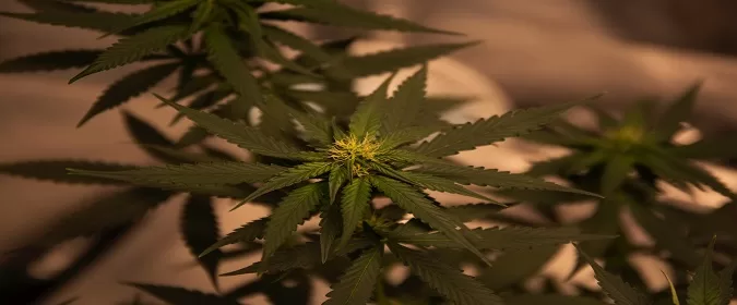 5 Important Tips About The Marijuana Industry 61 Marijuana Industry