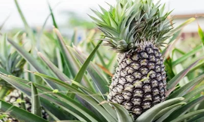 Pineapple growing