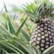 Pineapple growing