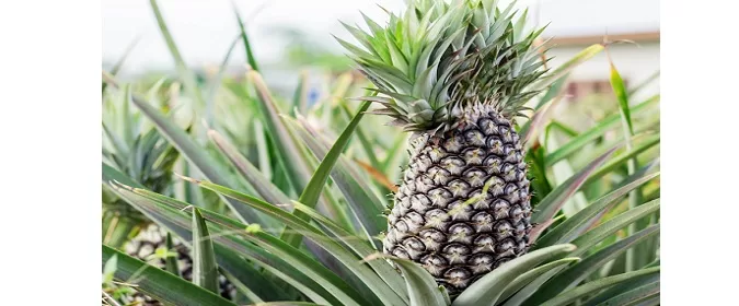 Pineapple growing