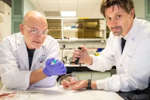 ​NTU Singapore Scientists Develop “Biorubber” Glue for Faster Surgical Recovery and Pain Relief