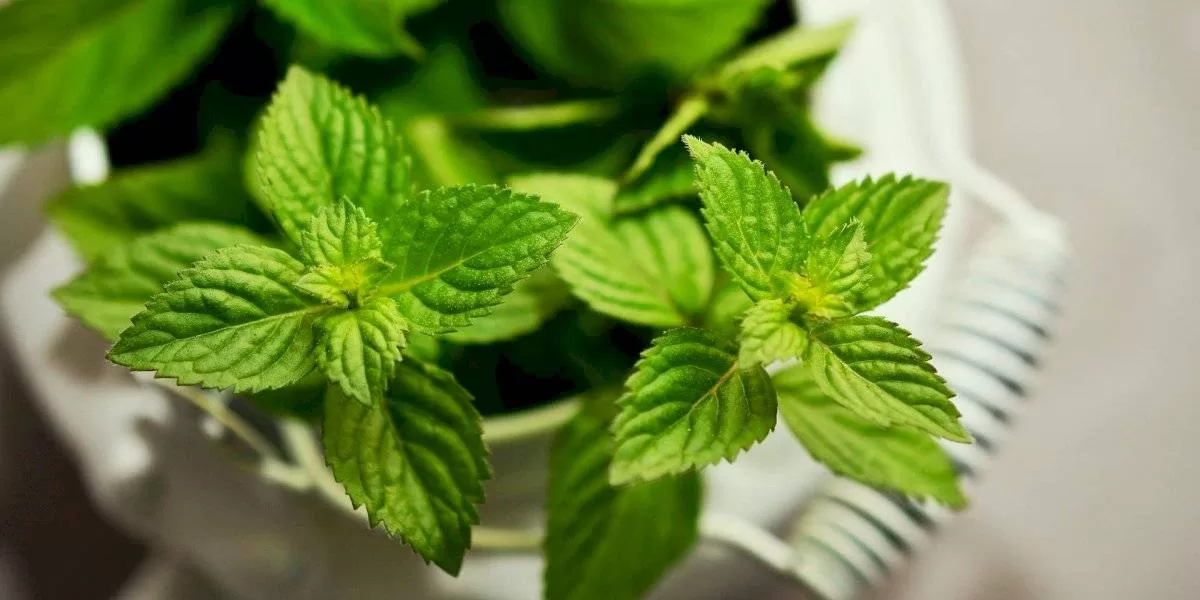 Cleanse your body with this detox mint juice 61 peppermint