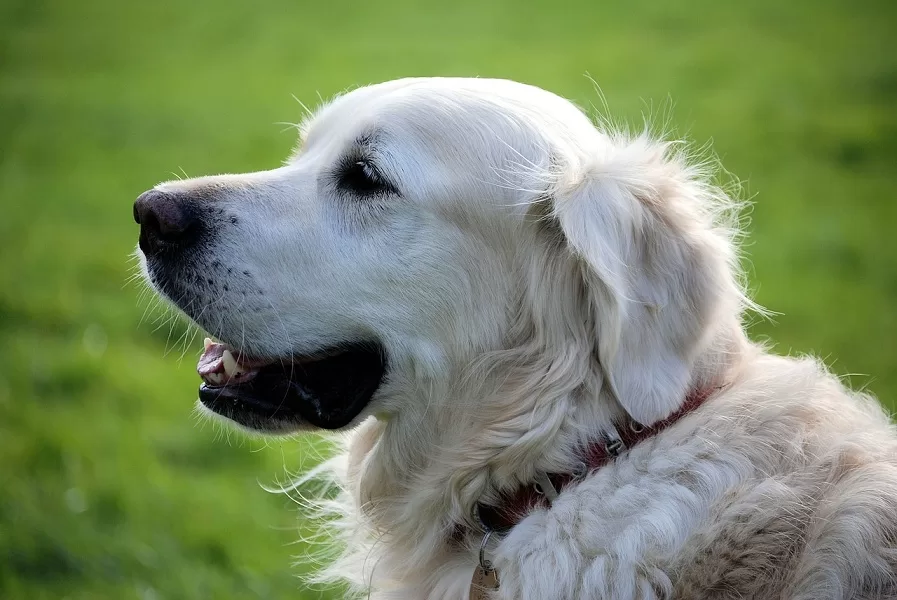 I Have a Reactive Dog. What Do I Do? 61 reactive dog