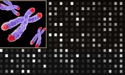 New system to profile telomeres in less than 3 hours