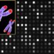 New system to profile telomeres in less than 3 hours