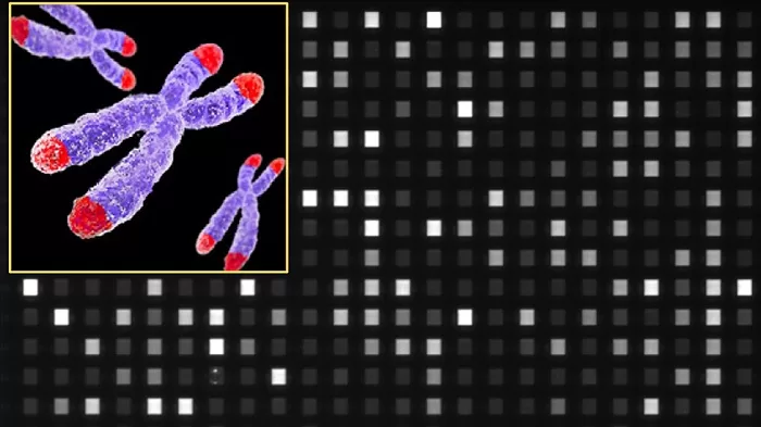 New system to profile telomeres in less than 3 hours