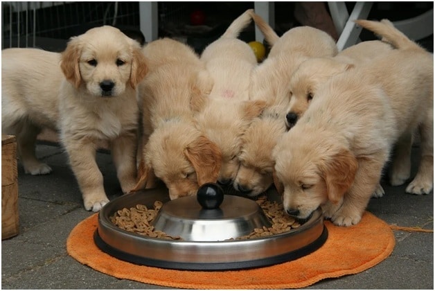Advantages of Organic Pet Food 61 Organic Pet Food