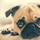 Here’s How Can CBD oil Benefit Dogs & Other Pets