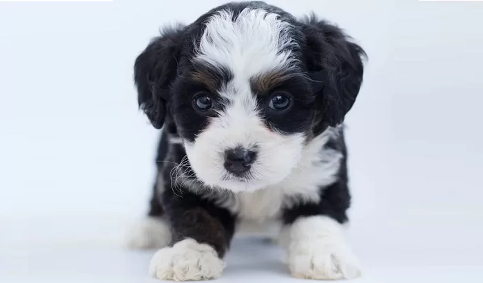 Cushing's Disease in Dogs - Symptoms and Treatment 61 Cushing's disease in dogs - Symptoms and Treatment