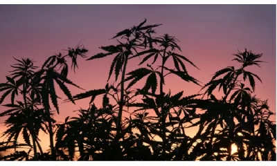 The Heroic World History of Hemp