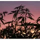 The Heroic World History of Hemp