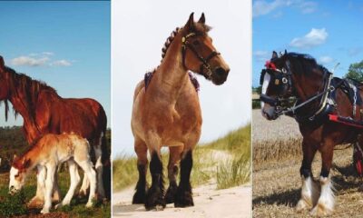 Top 10  Work Horses to Help You on the Farm