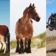 Top 10  Work Horses to Help You on the Farm