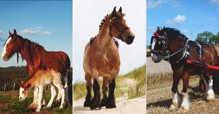 Top 10  working horse breeds to Help You on the Farm