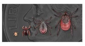 What is Lyme Disease? Symptoms, Diagnosis &Treatment